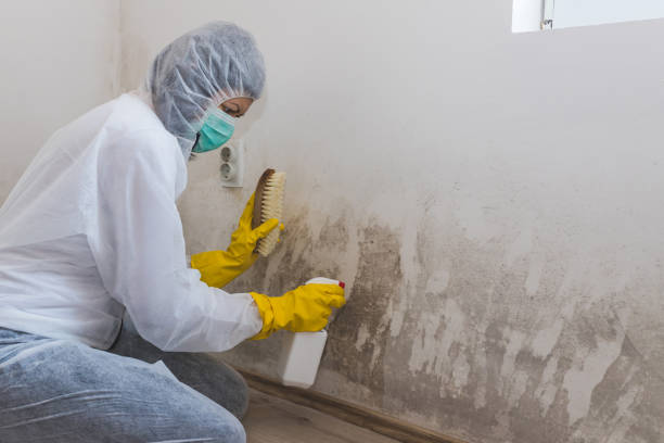 Best Crawl Space Mold Removal  in New Cassel, NY