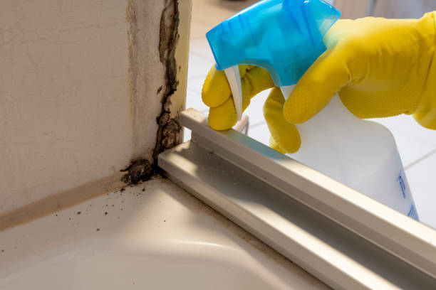 Best Toxic Mold Removal  in New Cassel, NY