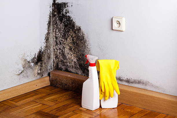 Best Professional Mold Removal  in New Cassel, NY