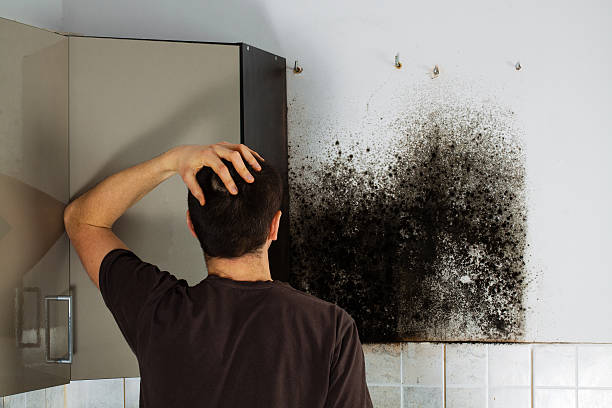 Best Mold Damage Repair  in New Cassel, NY